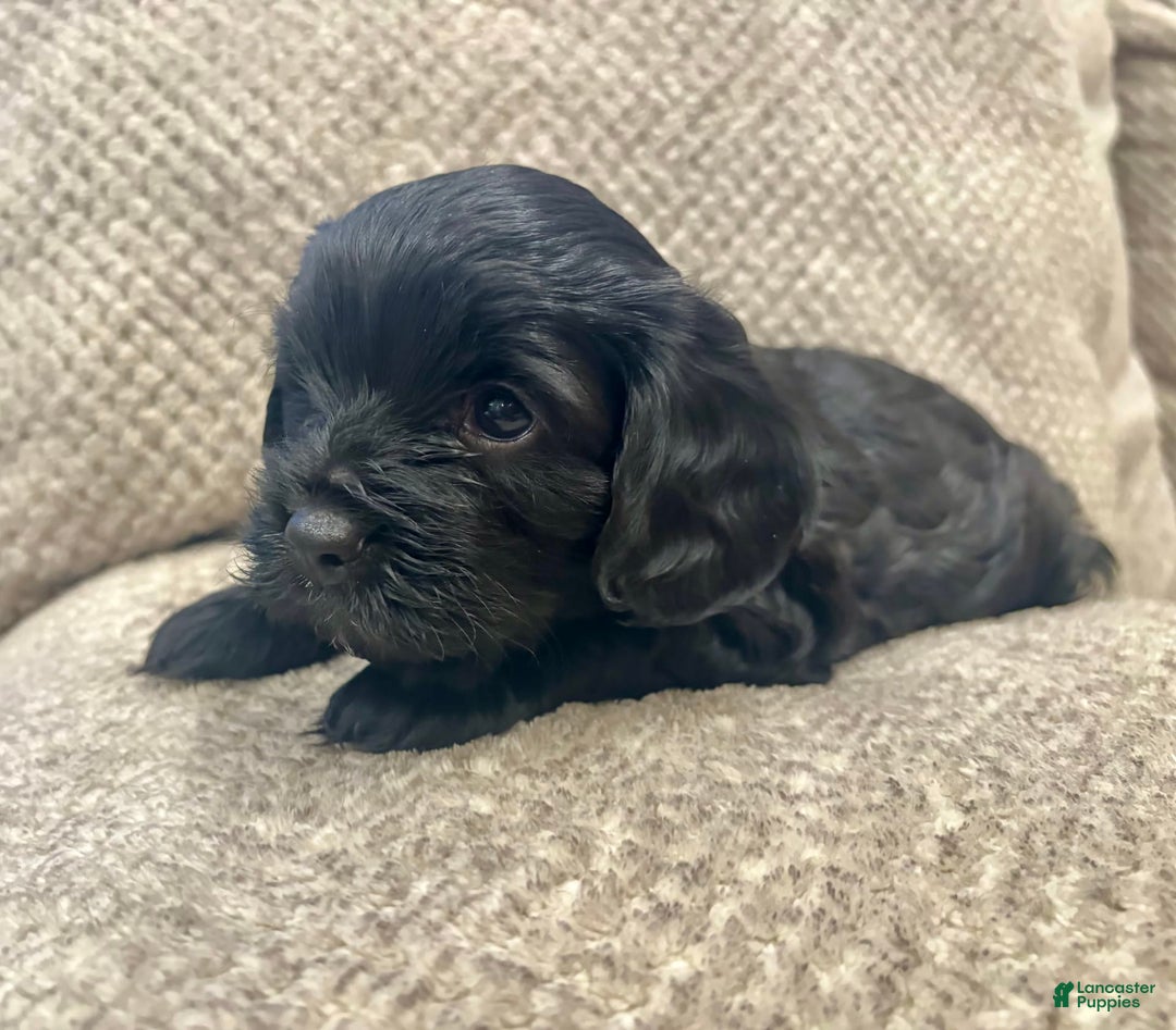 Cavapoo dogs for sale: Smokey - Image 9