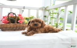 Toy Poodle dogs for sale: Vinny - Image 4