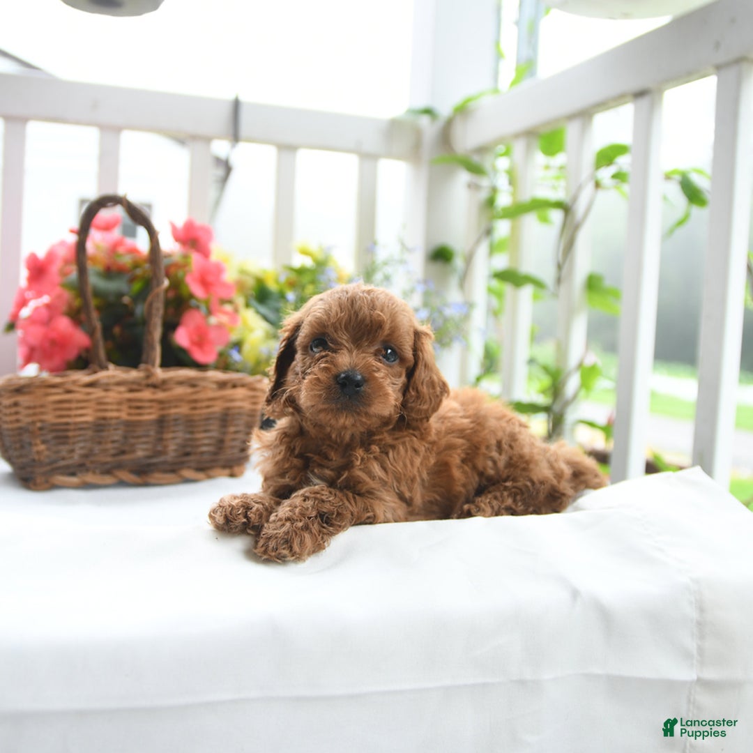 Toy Poodle dogs for sale: Vinny - Image 4