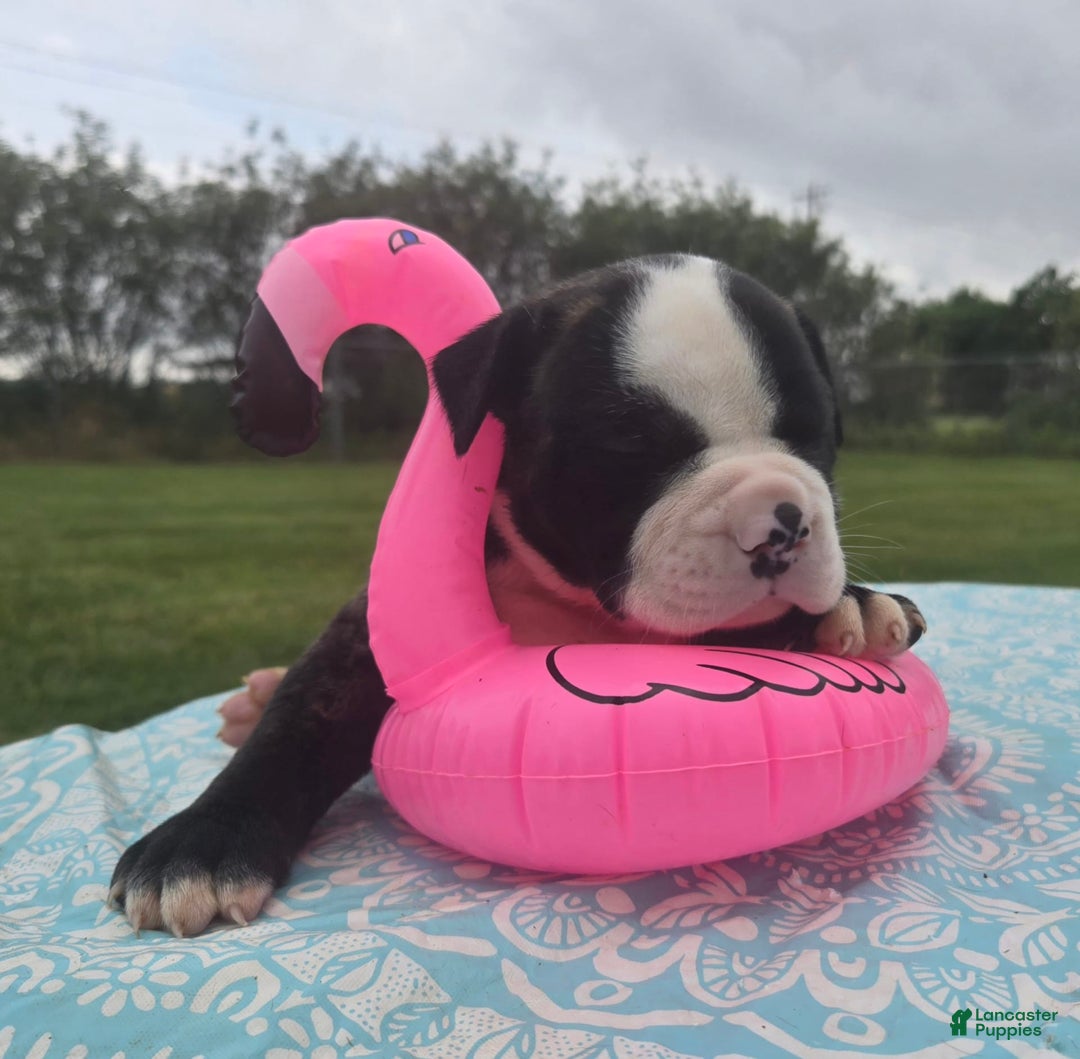 American Bulldog dogs for sale: Matilda - Image 3