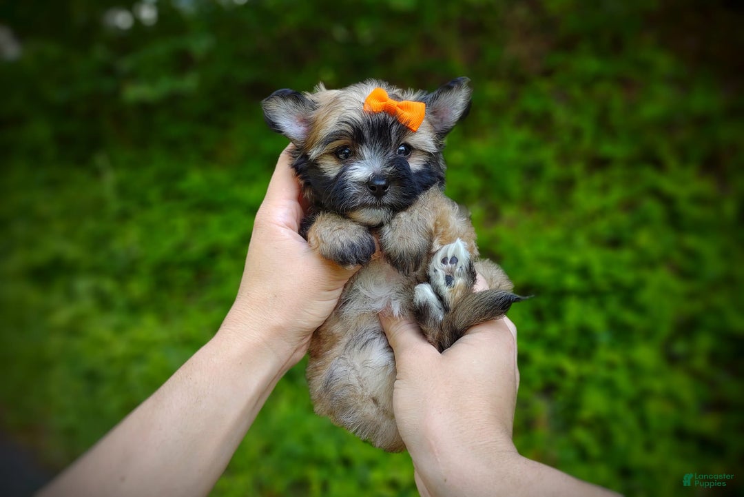 Morkie dogs for sale: Rare Gold Flame - Image 3