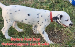 Dalmatian dogs for sale: Belles Red Lua Boy - Image 6