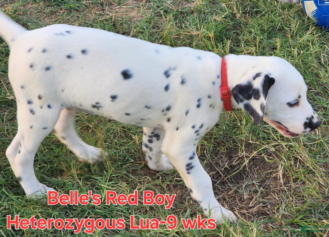 Dalmatian dogs for sale: Belles Red Lua Boy - Image 6