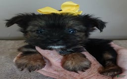 Yorkshire Terrier dogs for sale: Kai - Image 31