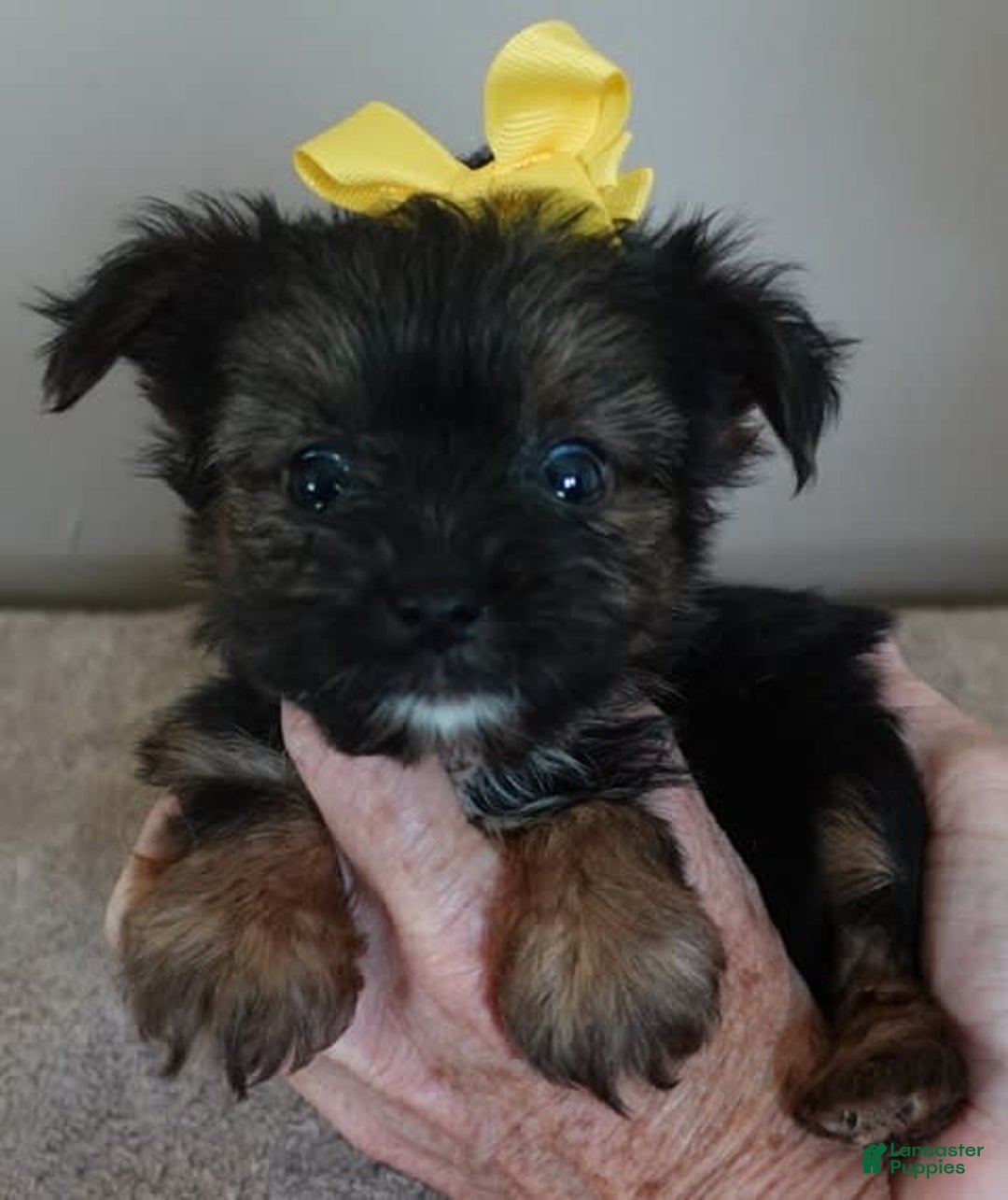 Yorkshire Terrier dogs for sale: Kai - Image 31