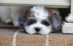 Shihpoo dogs for sale: Leo - Image 11