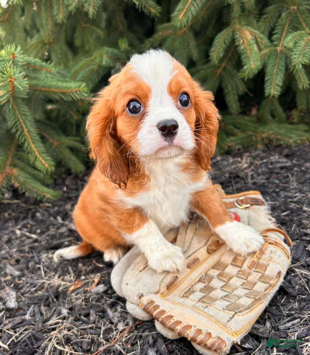 Miniature Bernese Mountain Dog dogs for sale: Annie - Image 12