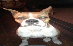 Boxer dogs for sale: Puppy Number Four - Image 3