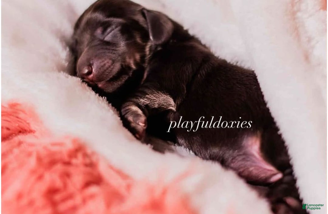 Miniature Dachshund dogs for sale: Black And Tan Girl - Image 9