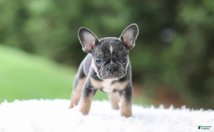 French Bulldog dogs for sale - Ad 2