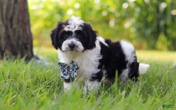 Cavapoo dogs for sale: Kye - Image 4