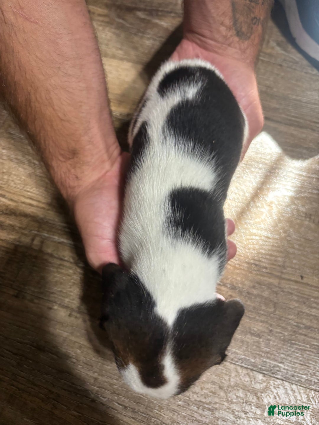 Beagle dogs for sale: Cooper - Image 4