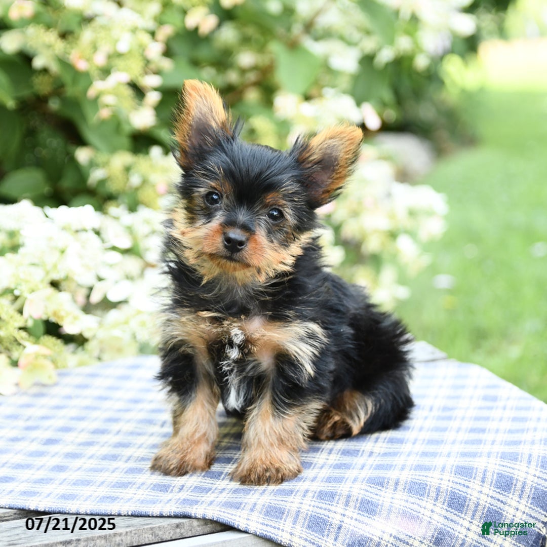 Yorkshire Terrier dogs for sale: Rascal - Image 2