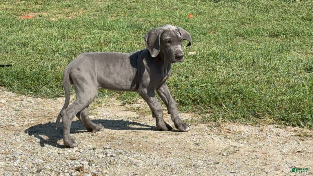 Great Dane dogs for sale: Great Dane 4 puppies - Image 14