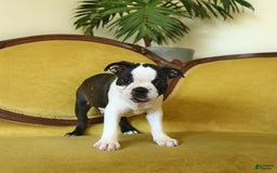 Boston Terrier dogs for sale: Happy - Image 16