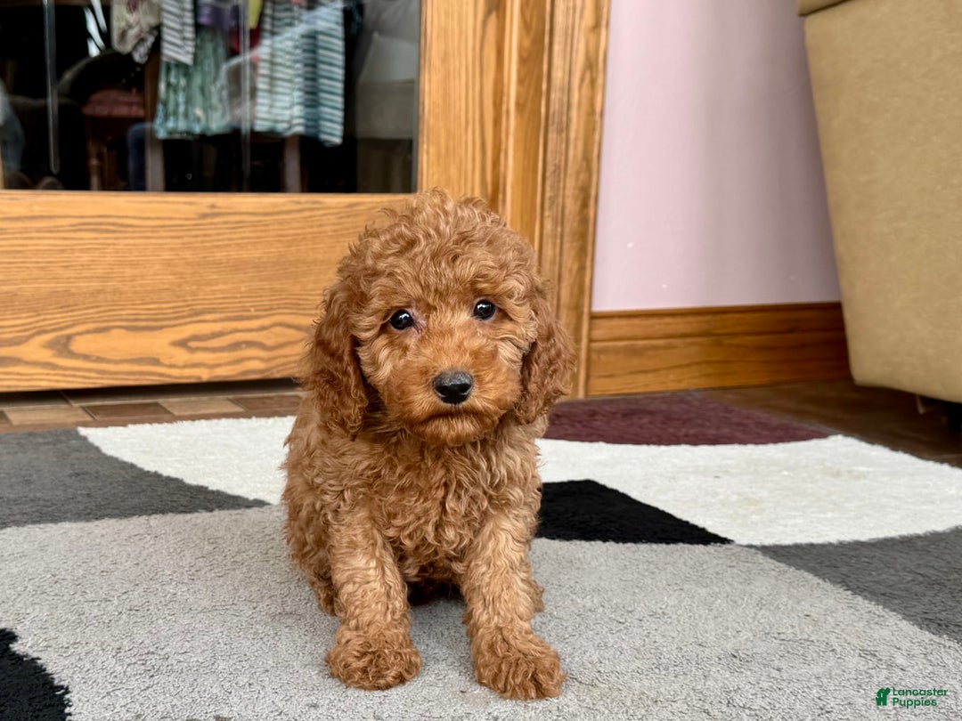 Cockapoo dogs for sale: Waylon - Image 3