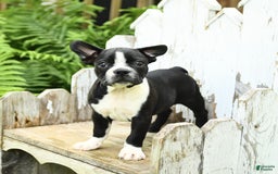 Boston Terrier dogs for sale: Boston Terrier 4 puppies - Image 3