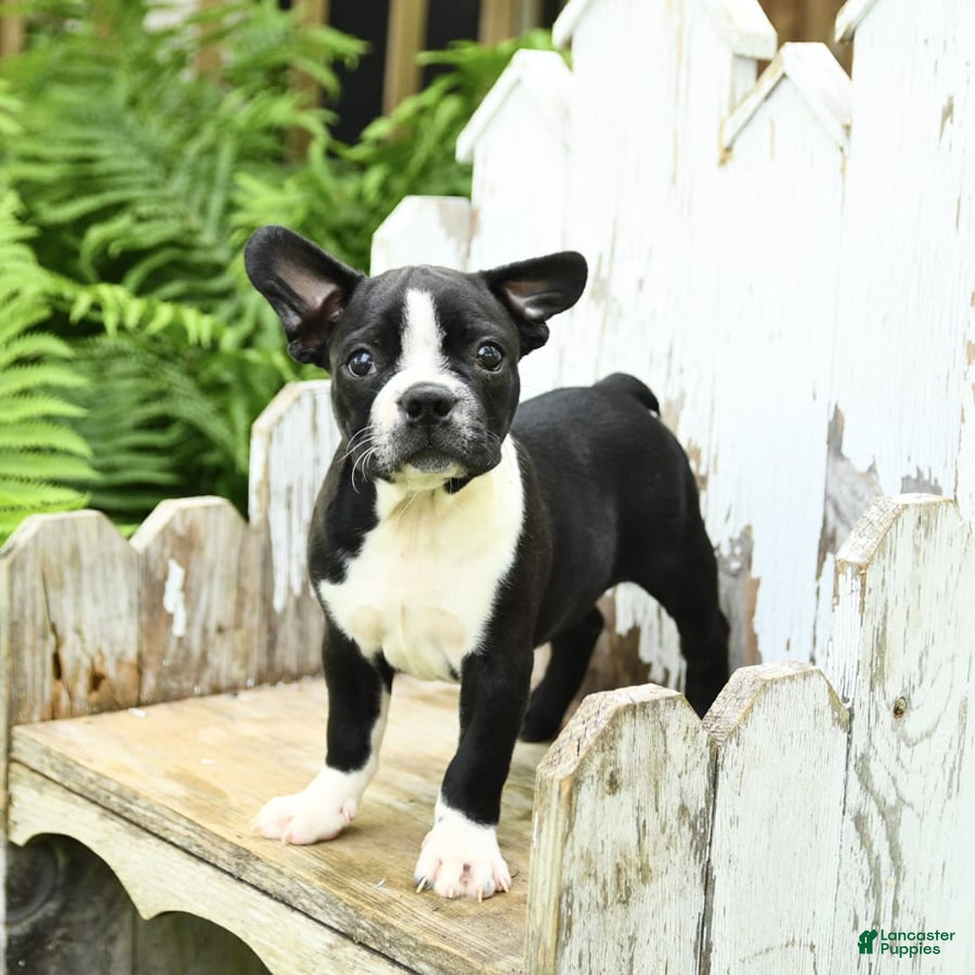 Boston Terrier dogs for sale: Boston Terrier 4 puppies - Image 3