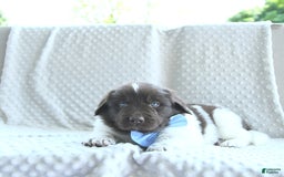 Newfoundland dogs for sale: Jasper - Image 3
