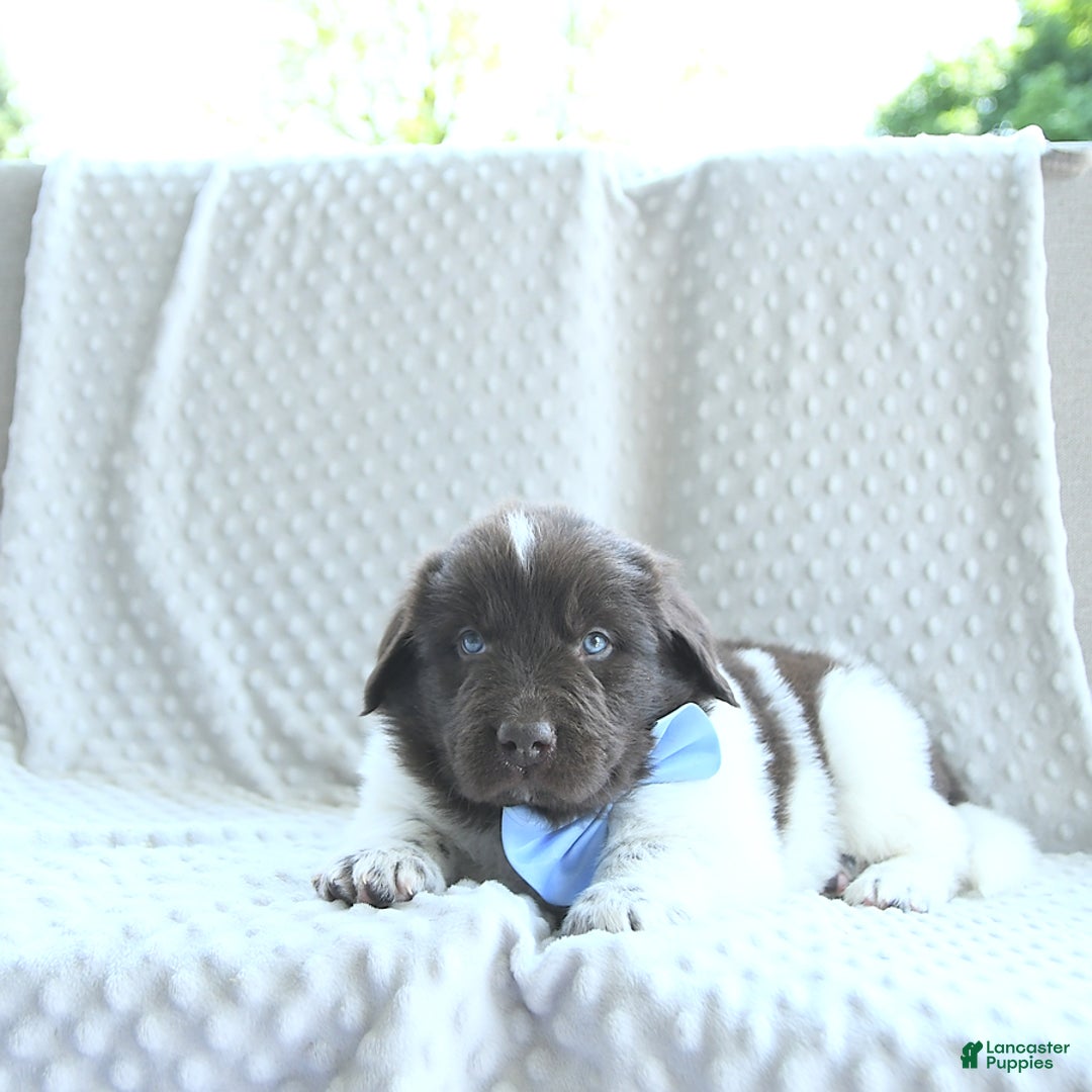 Newfoundland dogs for sale: Jasper - Image 3