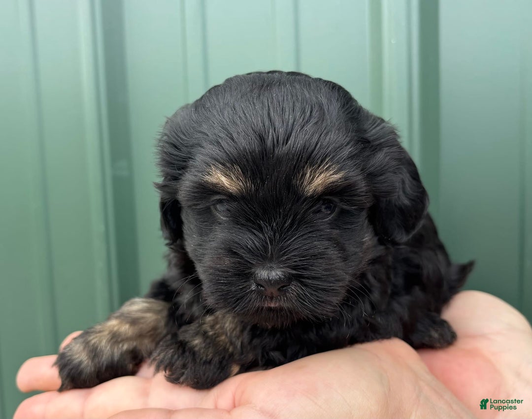 Shihpoo dogs for sale: Crumble - Image 2