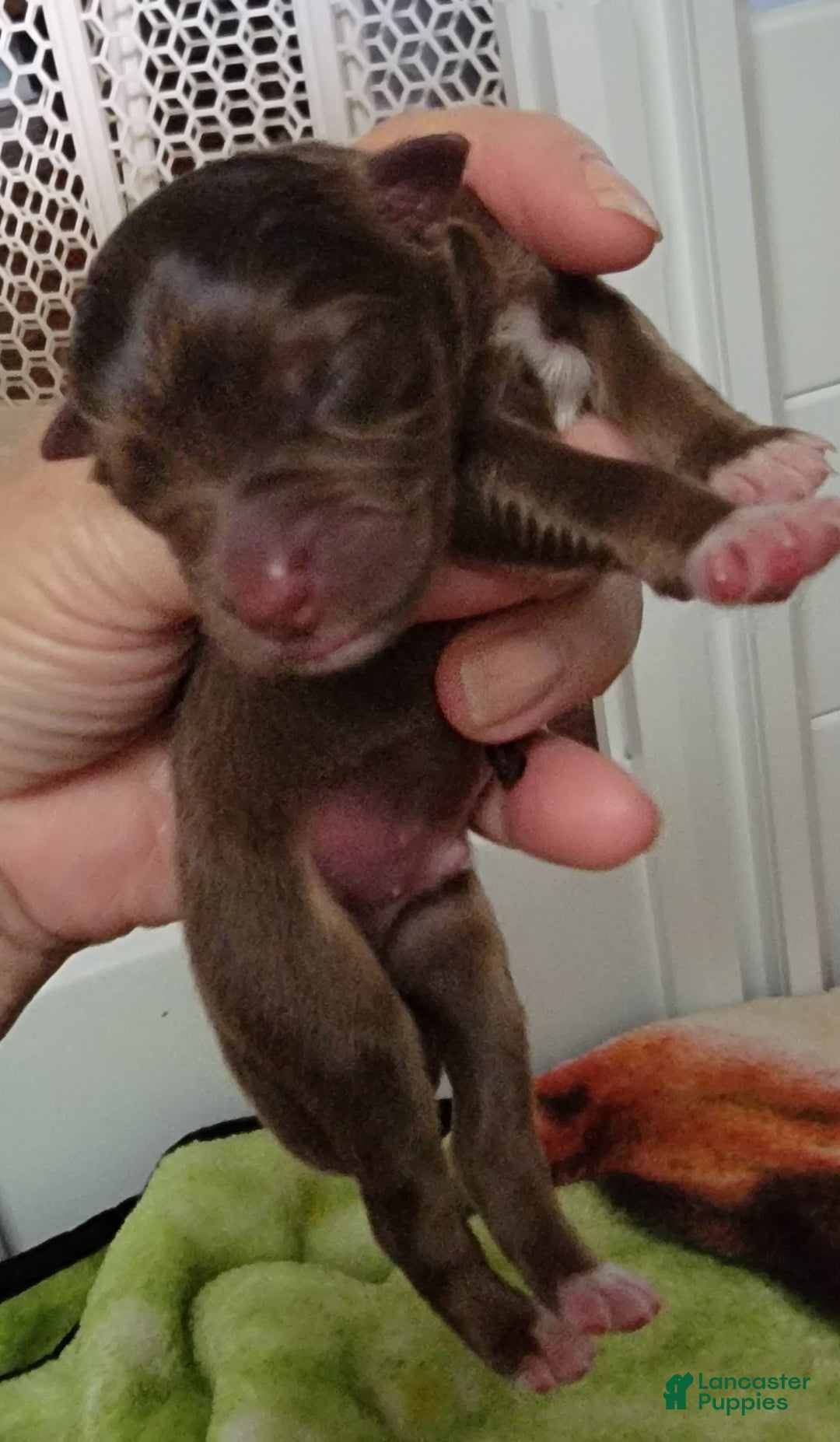Australian Shepherd dogs for sale: Red Male - Image 1