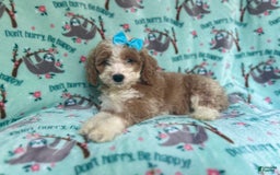 Cockapoo dogs for sale: Buttercup - Image 5