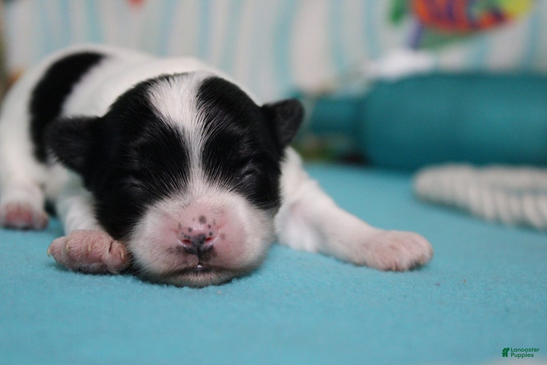 Morkie dogs for sale: Macchiato - Image 4