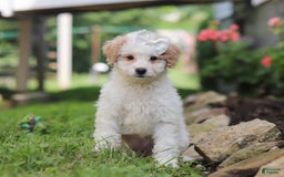 Mini Aussiedoodle dogs for sale: Dottie - Image 8