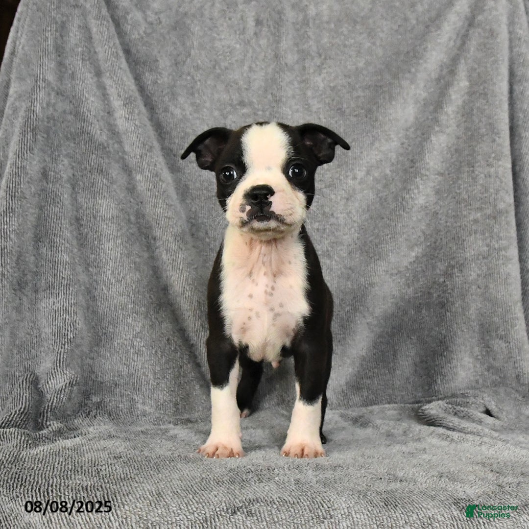 Boston Terrier dogs for sale: Luke - Image 3