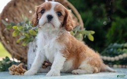 Cavalier King Charles Spaniel dogs for sale: Princess - Image 2