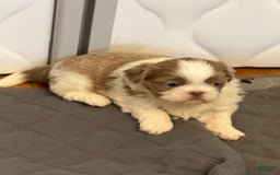 Shih Tzu dogs for sale: Independence - Image 4