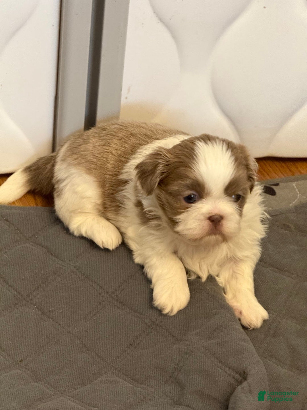 Shih Tzu dogs for sale: Independence - Image 4