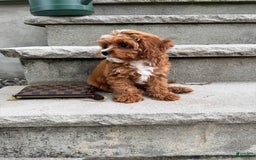 Cavapoo dogs for sale: Sunny - Image 3