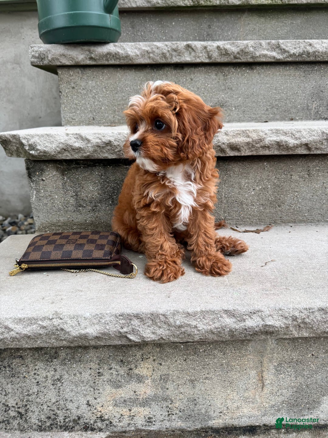 Cavapoo dogs for sale: Sunny - Image 3