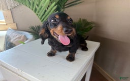 Dachshund dogs for sale: Charlie - Image 2
