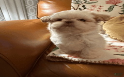 Shih Tzu dogs for sale: Bogie - Image 3