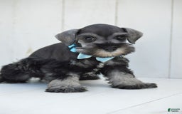 Miniature Schnauzer dogs for sale: Todd - Image 4