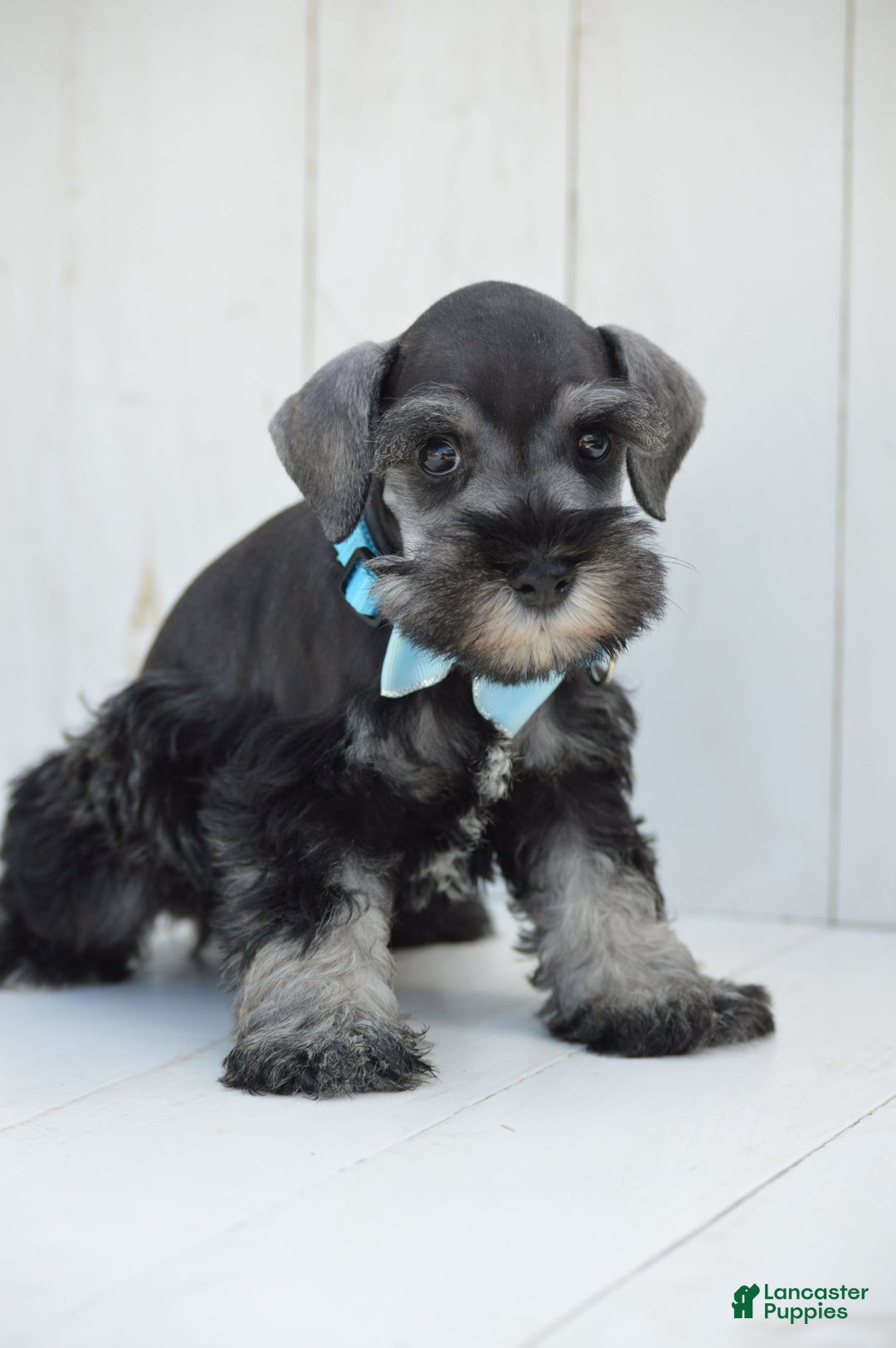 Miniature Schnauzer dogs for sale: Todd - Image 4