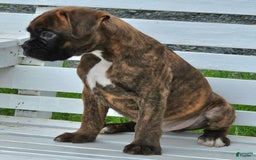 Boxer dogs for sale: Beautiful European Health Tested Parents - Listing for pets: Beautiful European Health Tested Parents, Brady European Boxer health tested, Cream De Coco, Lilly European - Image 12