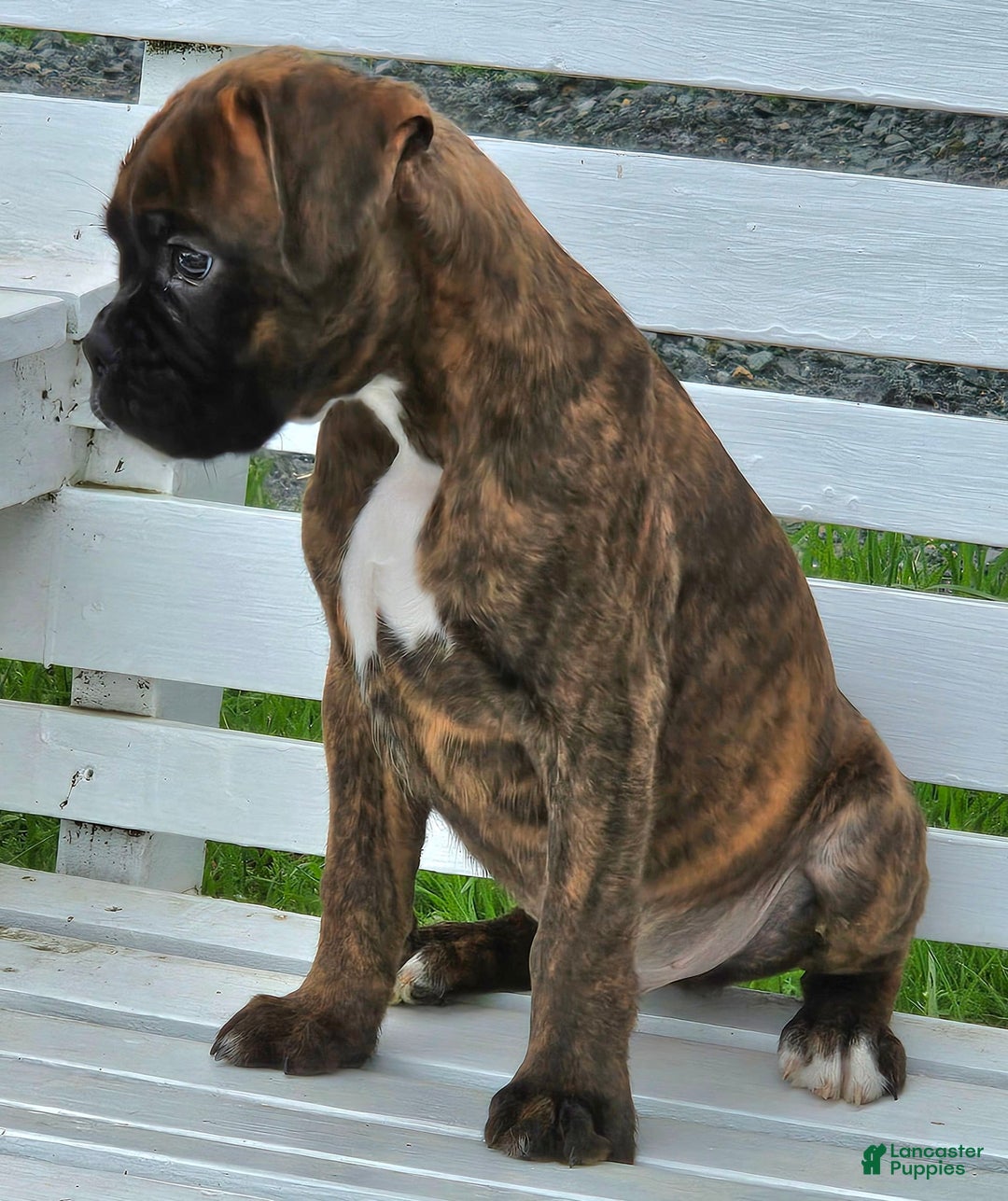 Boxer dogs for sale: Beautiful European Health Tested Parents - Listing for pets: Beautiful European Health Tested Parents, Brady European Boxer health tested, Cream De Coco, Lilly European - Image 12
