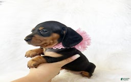 Miniature Dachshund dogs for sale: Akc Amber - Image 2