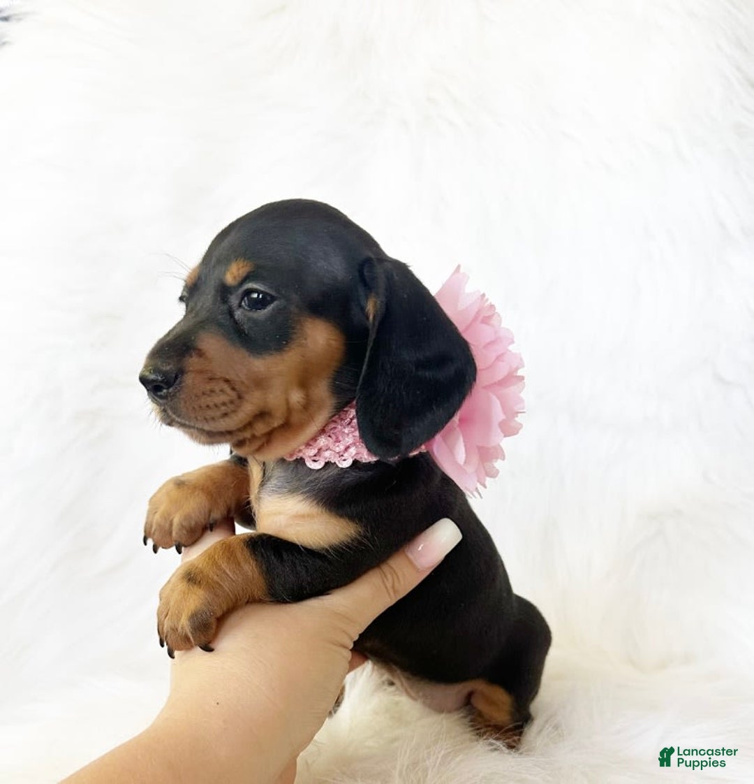 Miniature Dachshund dogs for sale: Akc Amber - Image 2