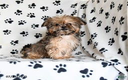 Shorkie dogs for sale: Hudson - Image 18