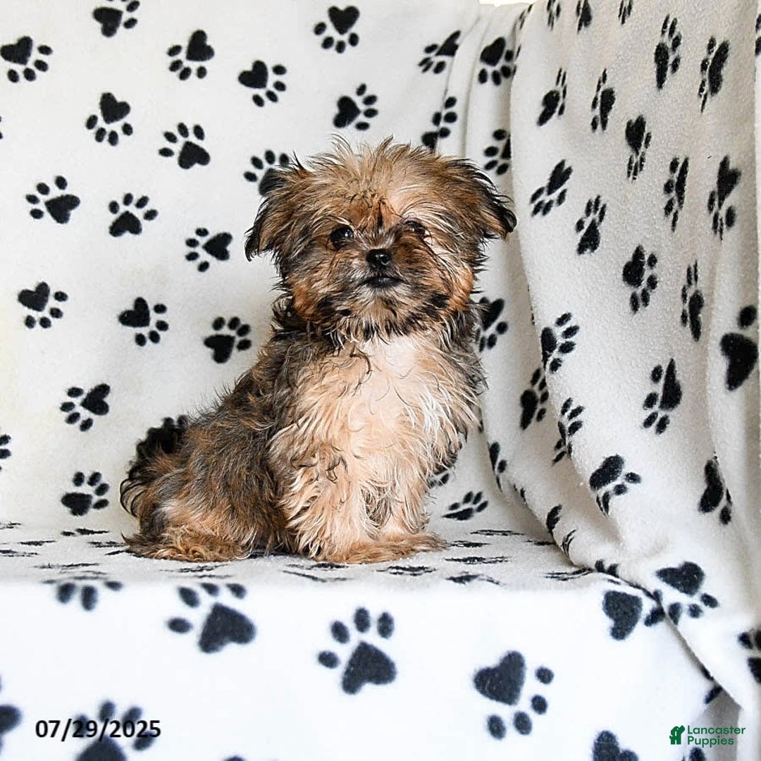 Shorkie dogs for sale: Hudson - Image 18