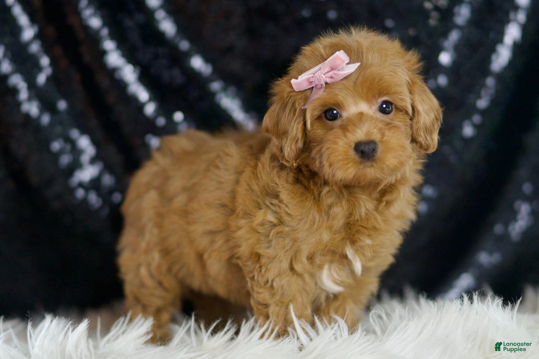 Maltipoo dogs for sale: Georgia - Image 5