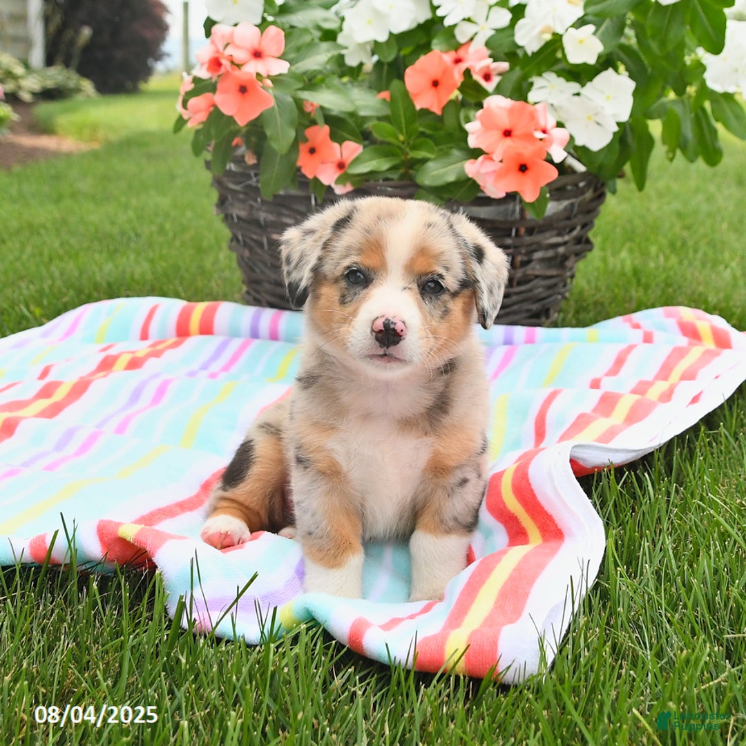 Welsh Corgi Pembroke dogs for sale: Toby - Image 5
