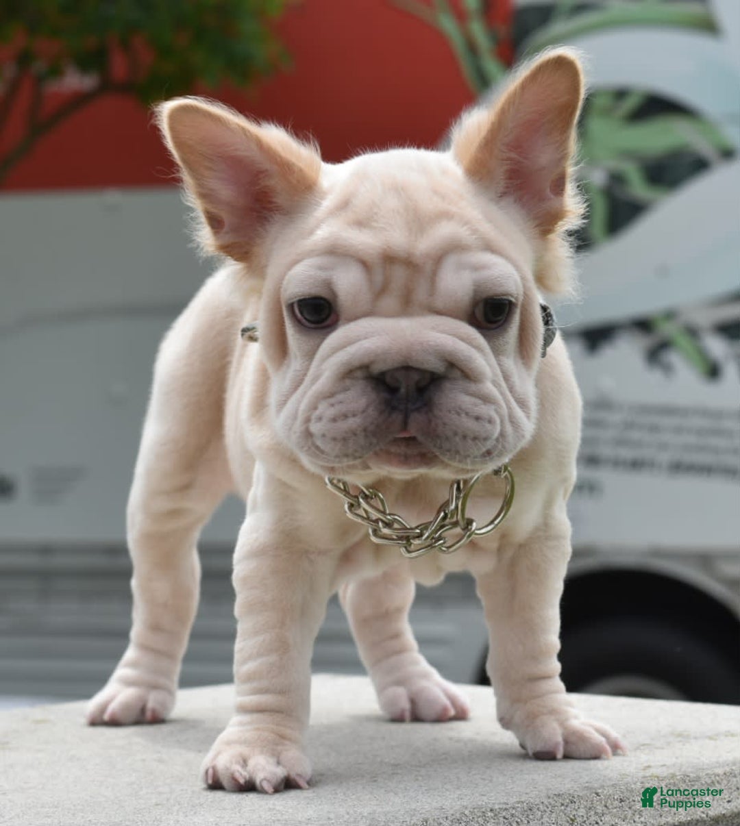 French Bulldog dogs for sale: Rayna Big Rope Velvet Fluffy - Image 69