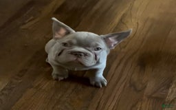 French Bulldog dogs for sale: Lucy - Image 3