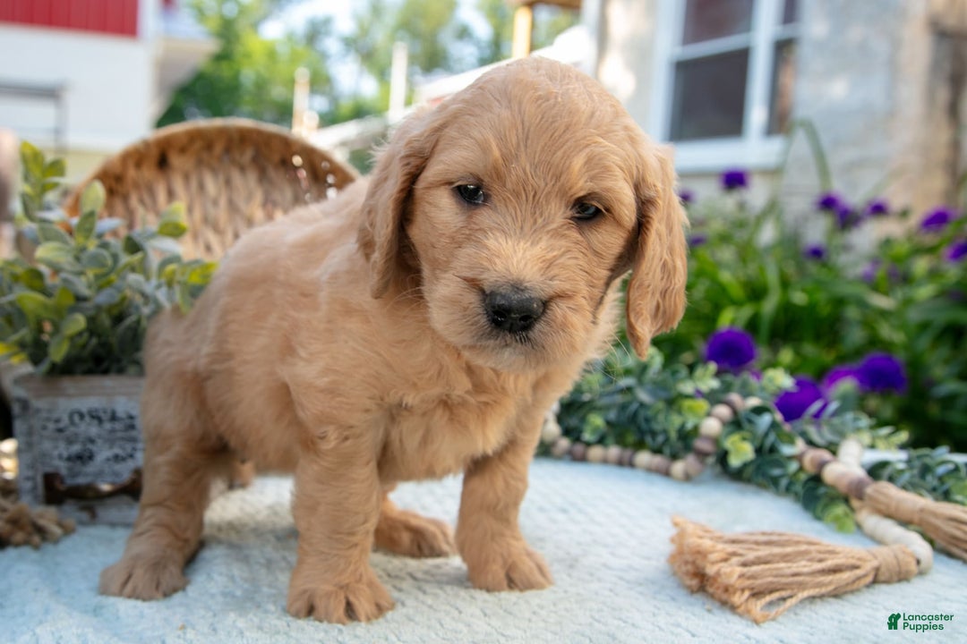 Goldendoodle dogs for sale: Trigger - Image 2
